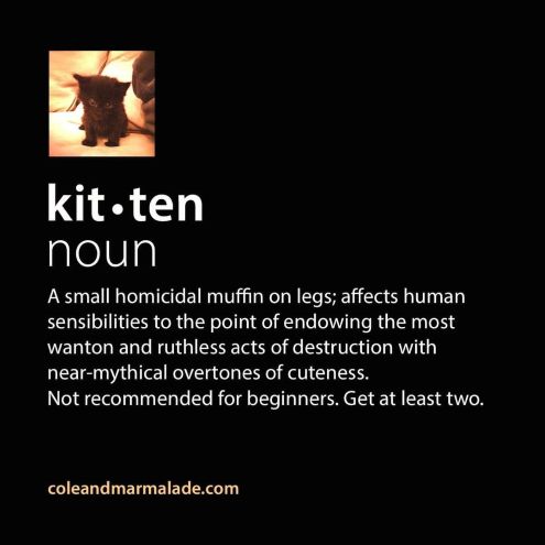 kitten get two cat.jpg